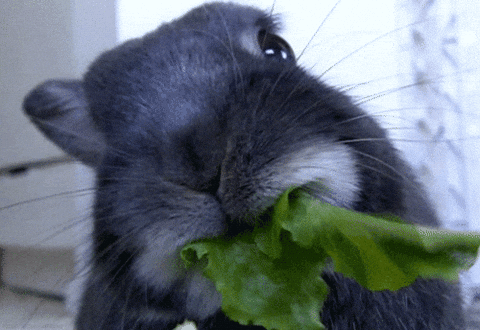 RABBIT, RABBIT, RABBIT, HELLO, SEPTEMBER. A rabbit munches a leaf of lettuce.
