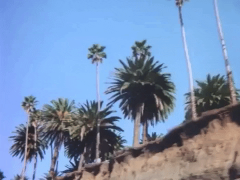 Palm trees slide past a sunlit Los Angeles hillside beneath a clear blue sky.