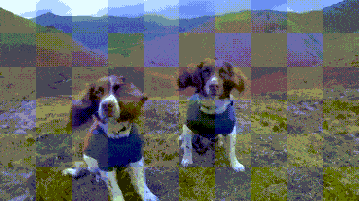 A dog enjoys a breeze, ears blowing in the wind.